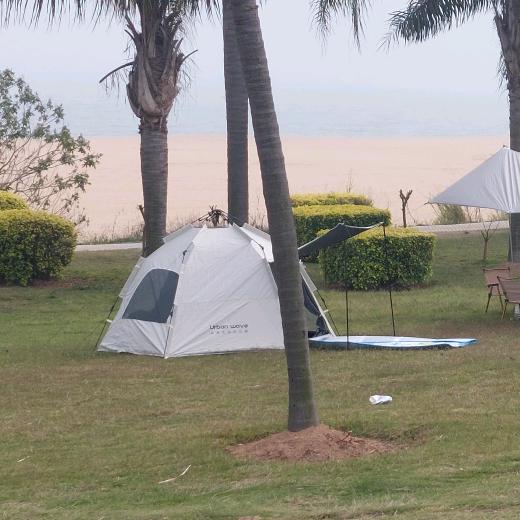 粉红凤凰黄凤凰