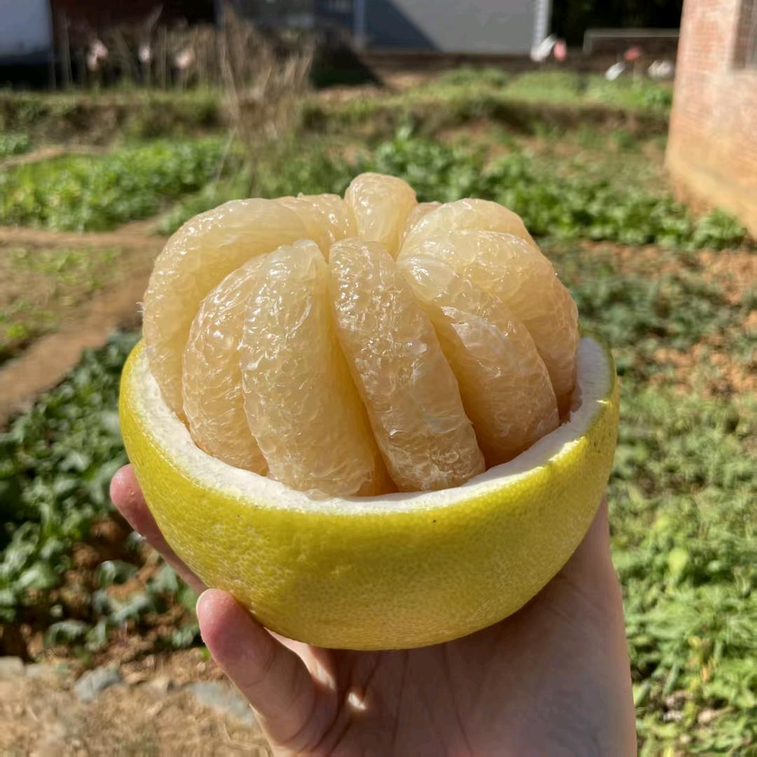 柚甜柚好-梅州沙田柚