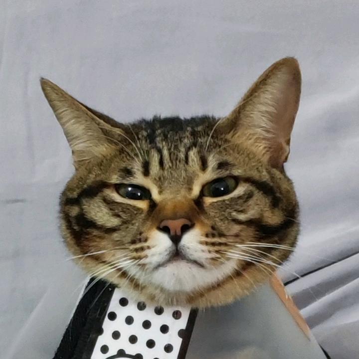忘却的旋律