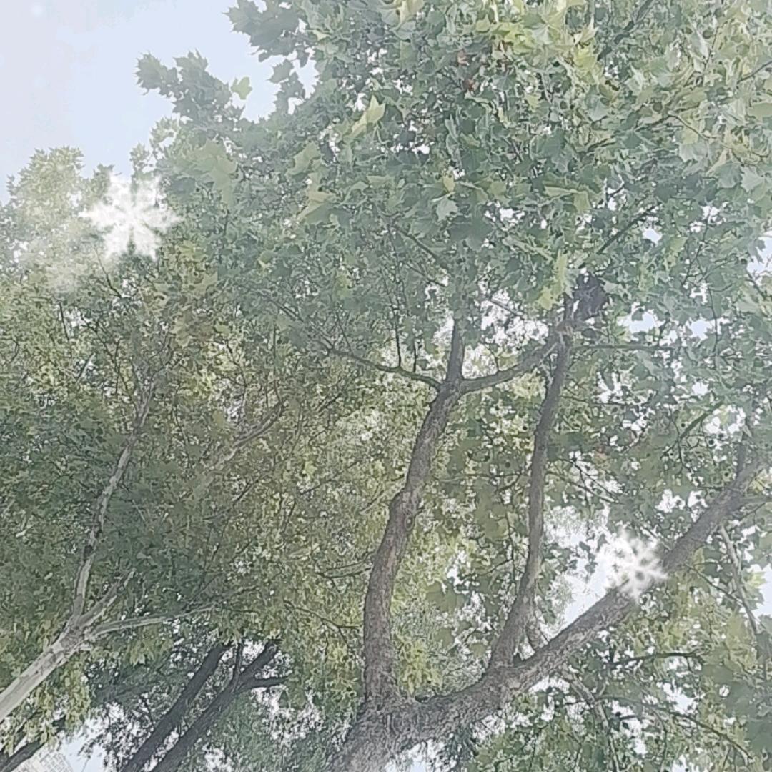 清风吹