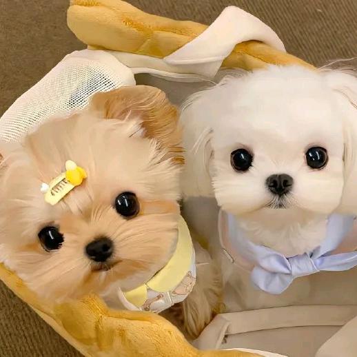 398109040（小白）