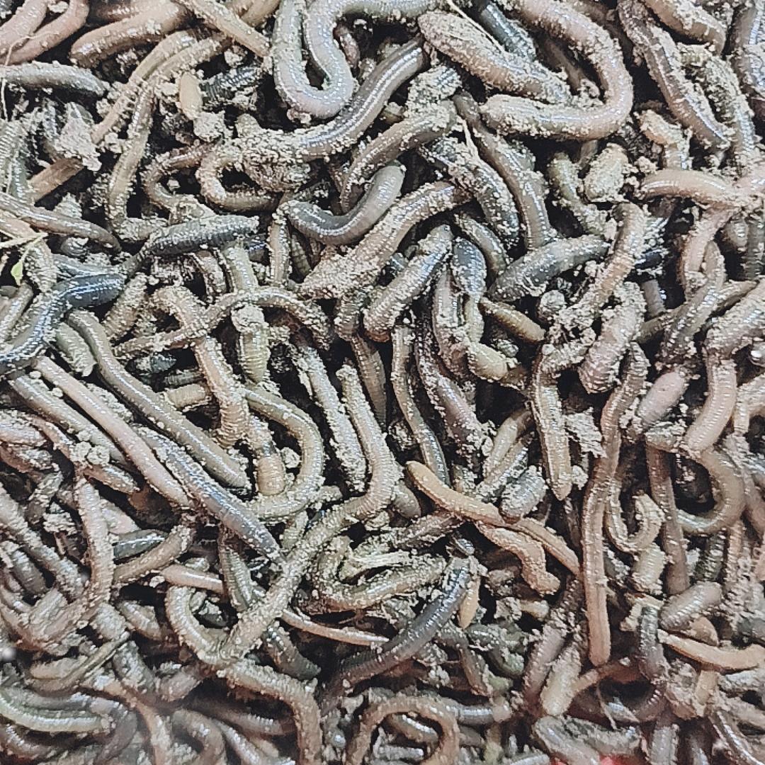 户外豆豆
