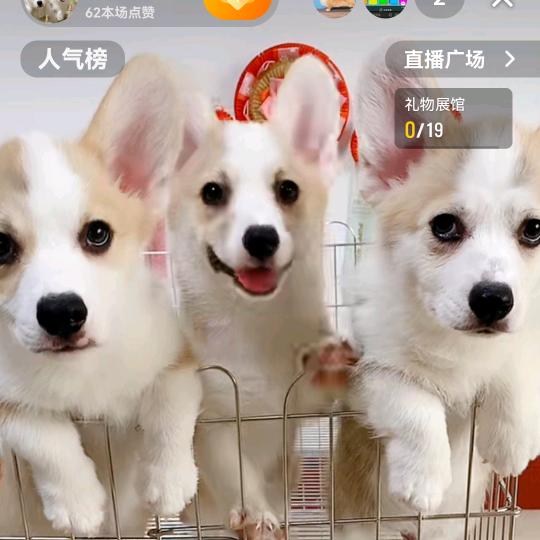西安宏萌宠物