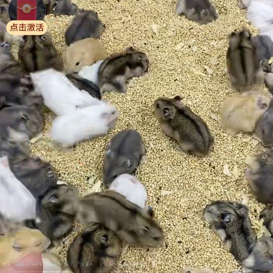 农群主宠物用品达人店