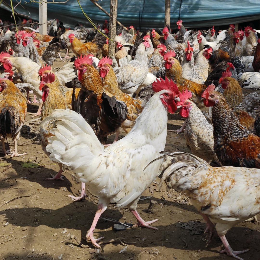 徐州小马哥土公鸡