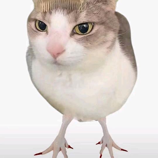 寻找有缘人