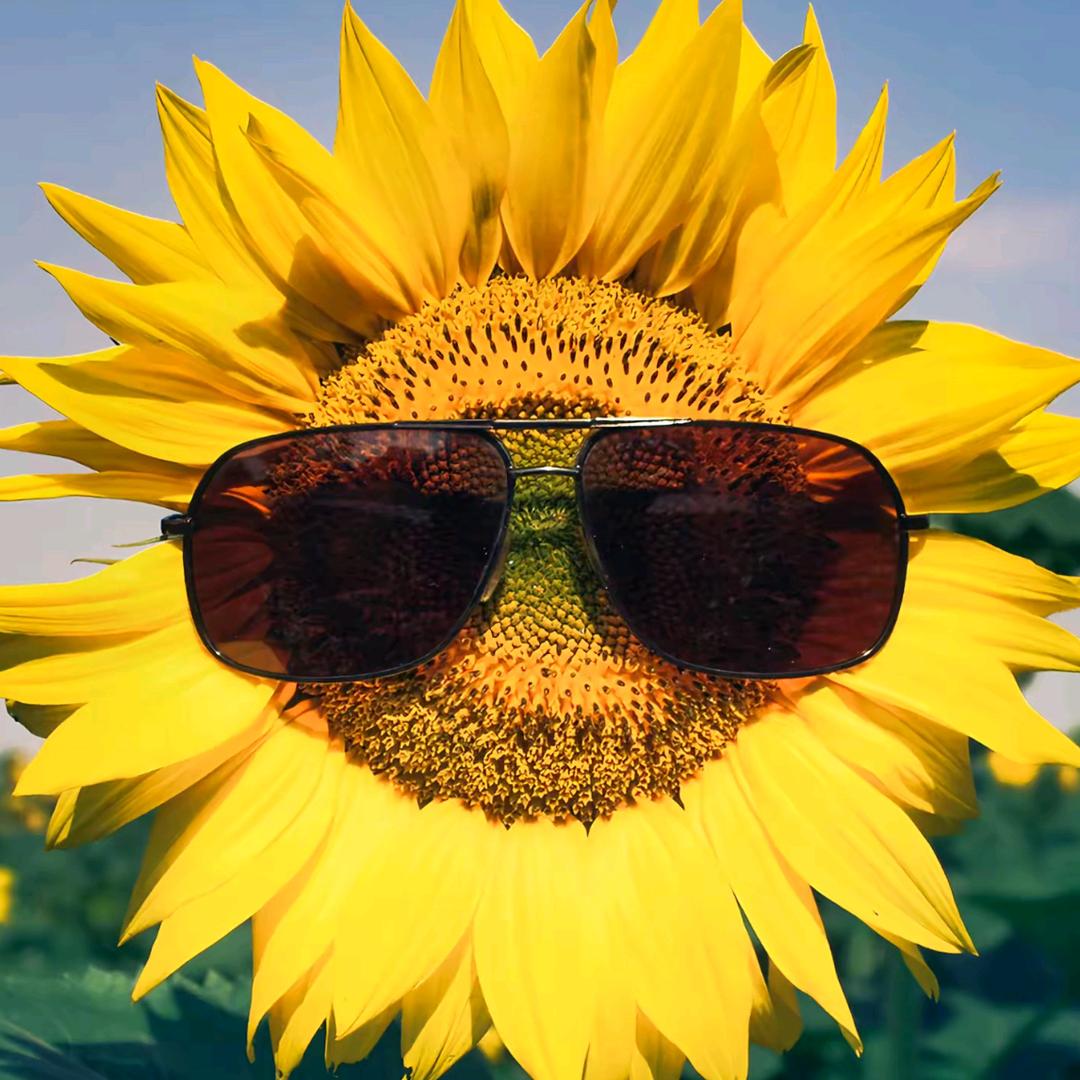 保卫向日葵-风云（森沐）