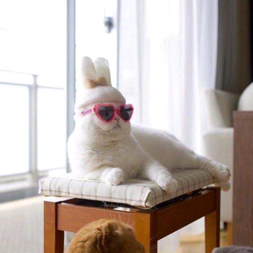 水帘洞资深白毛猪头像
