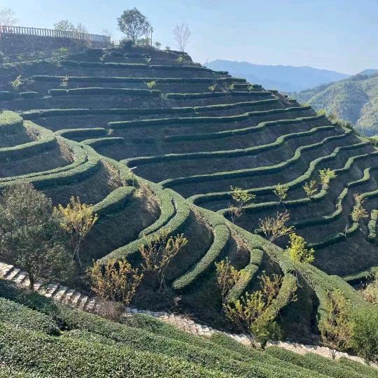湫沐好物推荐