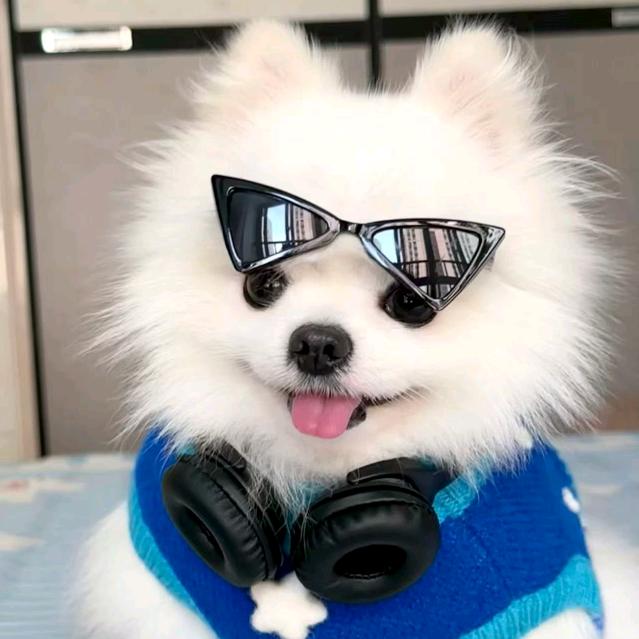 乖乖萌宠  高端博美犬