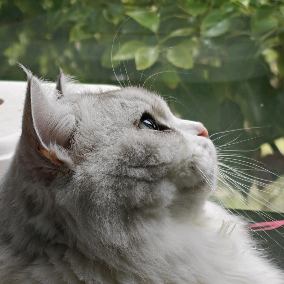 她给我留了三只猫猫