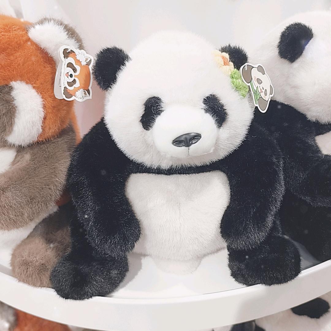 四川成都熊猫国宝