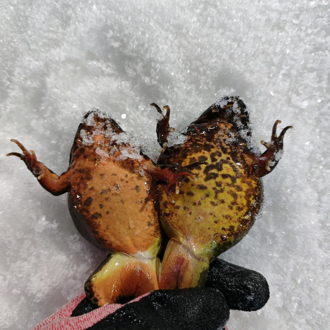 东北丰裕山特产