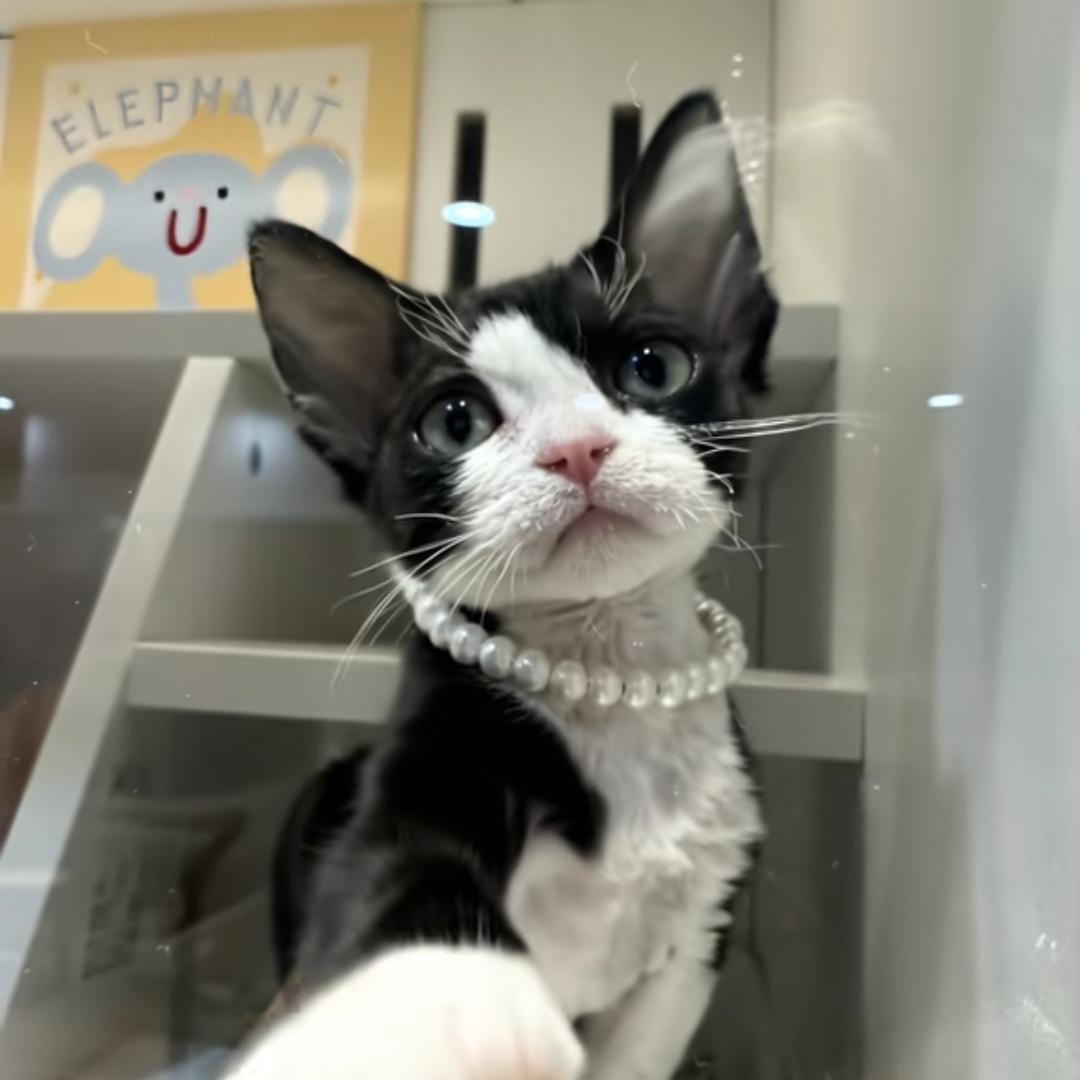很想养只猫