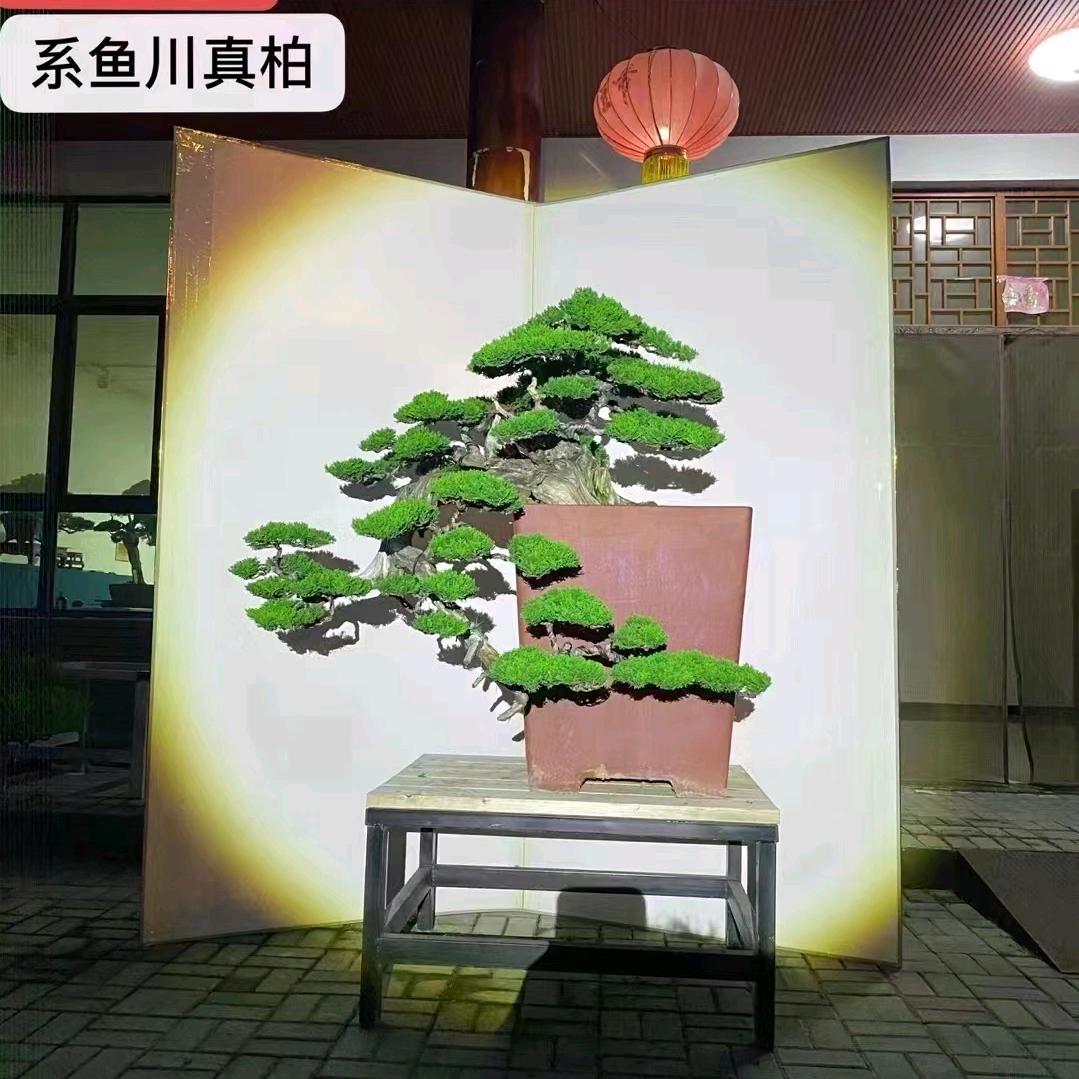 杰哥盆景花卉2店