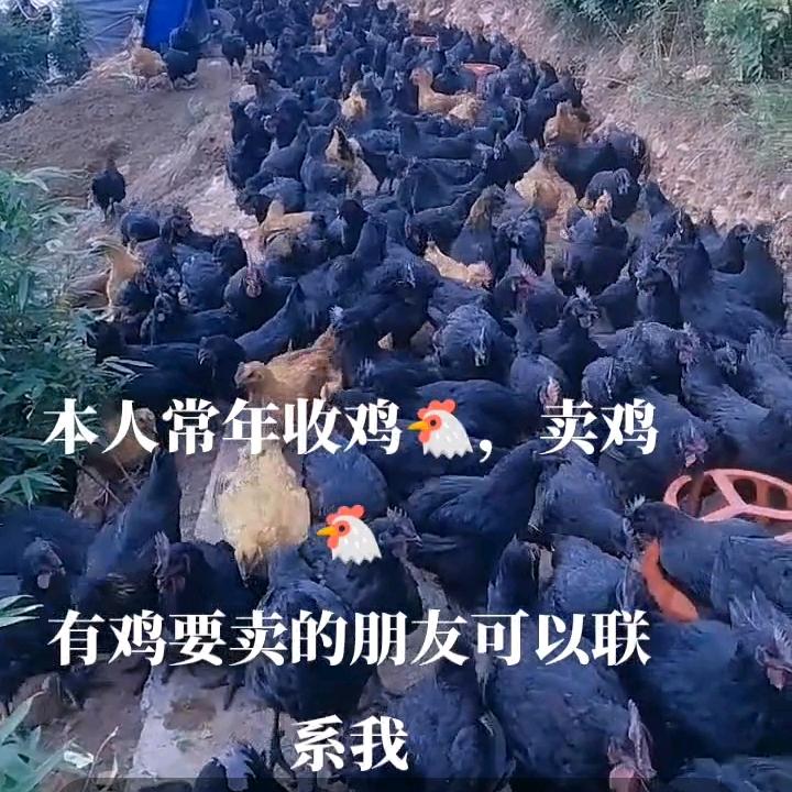 常年收购土鸡，批发土鸡，零售土鸡