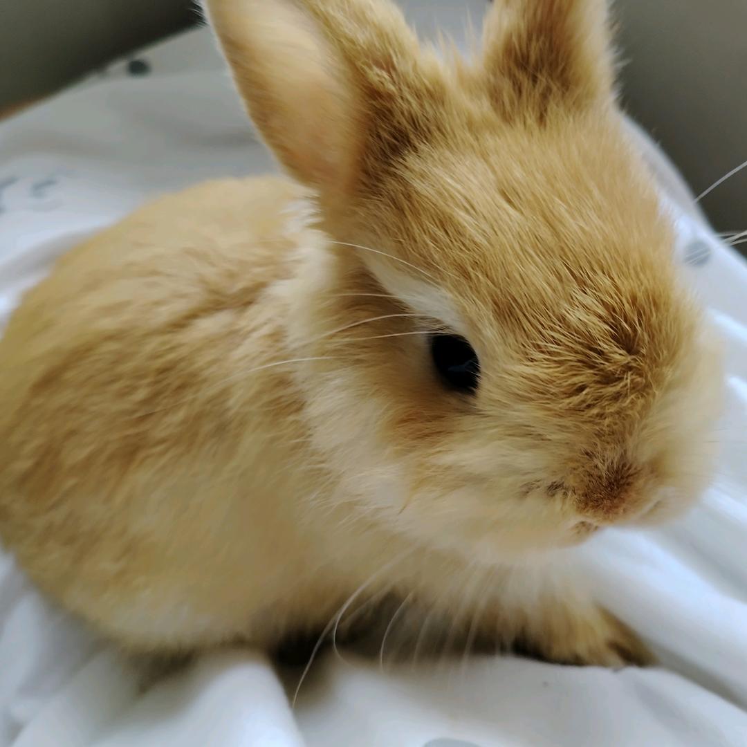 兔叽叽🐰