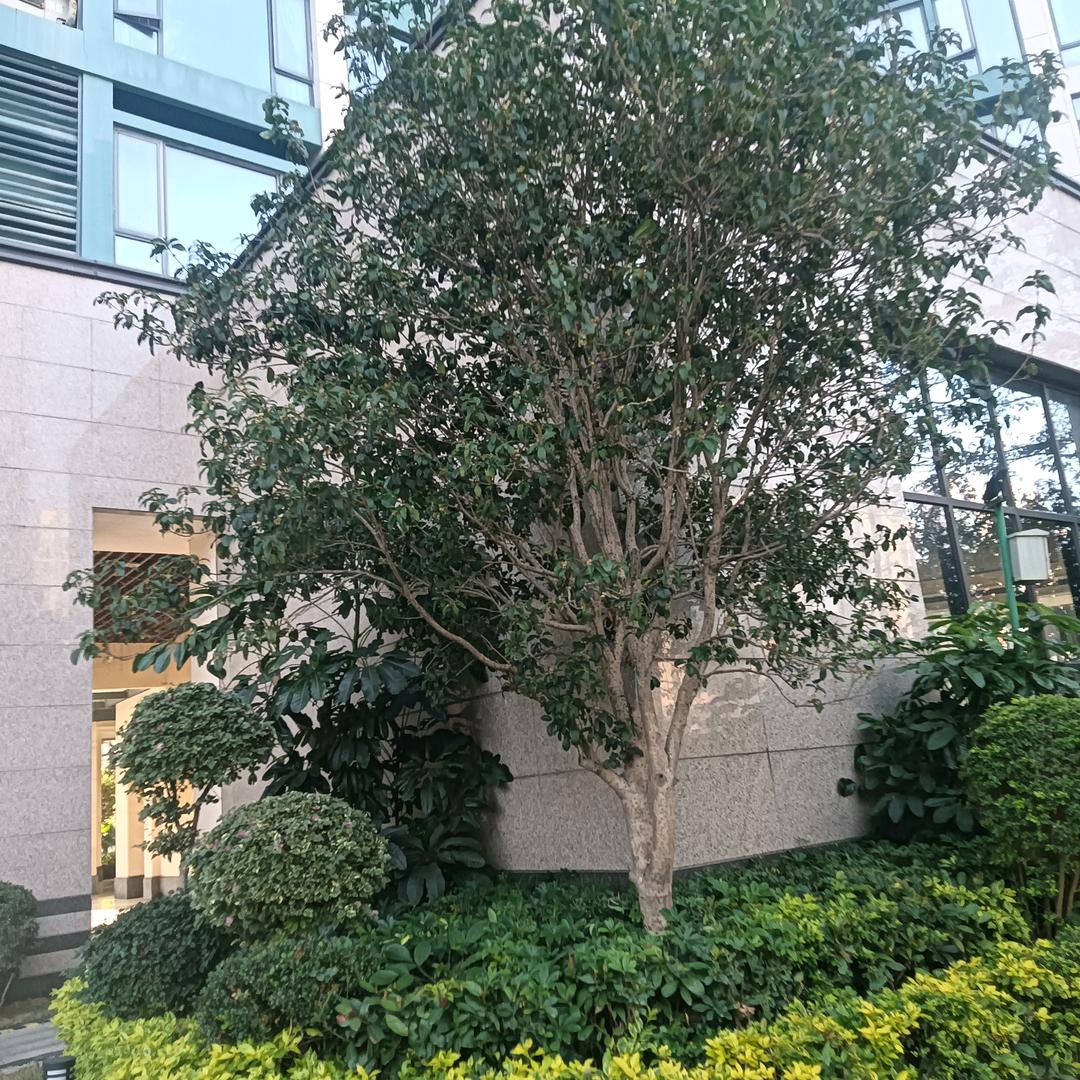 ☘️☘️雨露☘️☘️