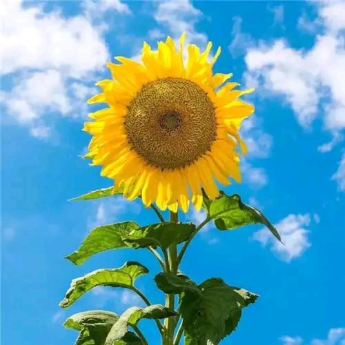 全屋定制源头工厂