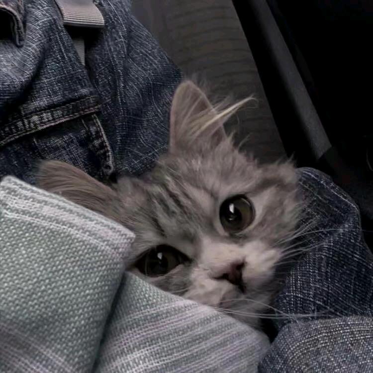 歌未央