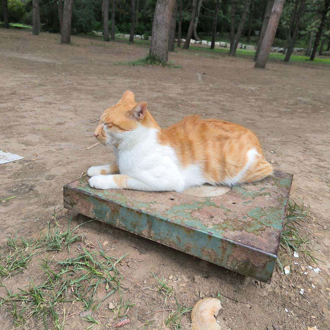 我的小猫叫小虎🐾