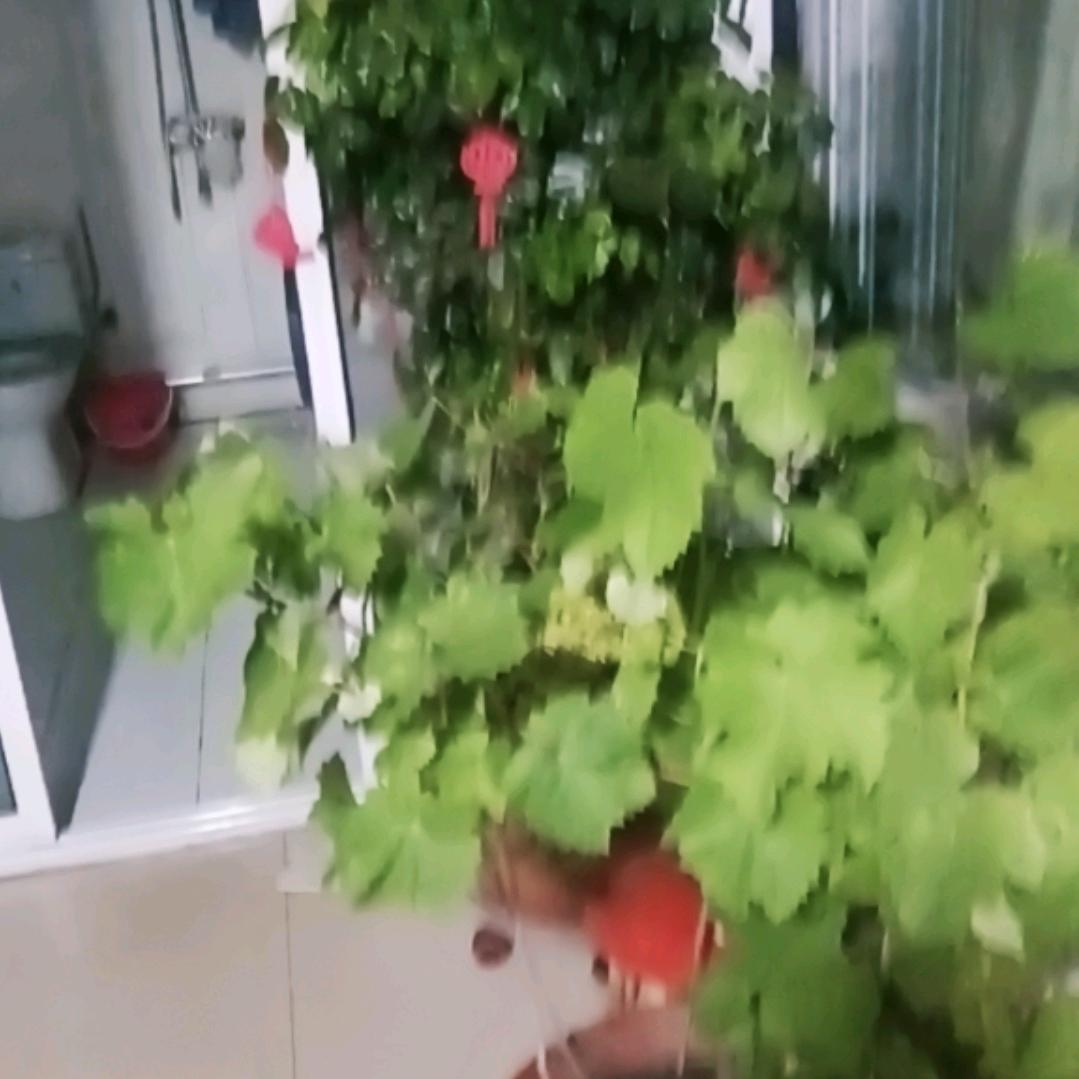 梦醒