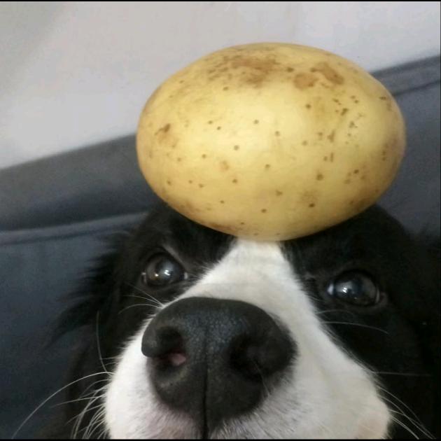 晓小磊