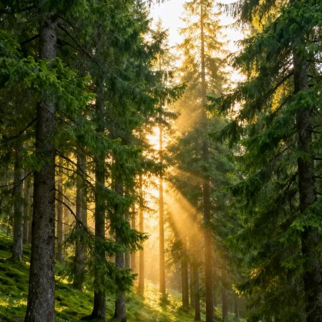 🎹木暖琴音🎹