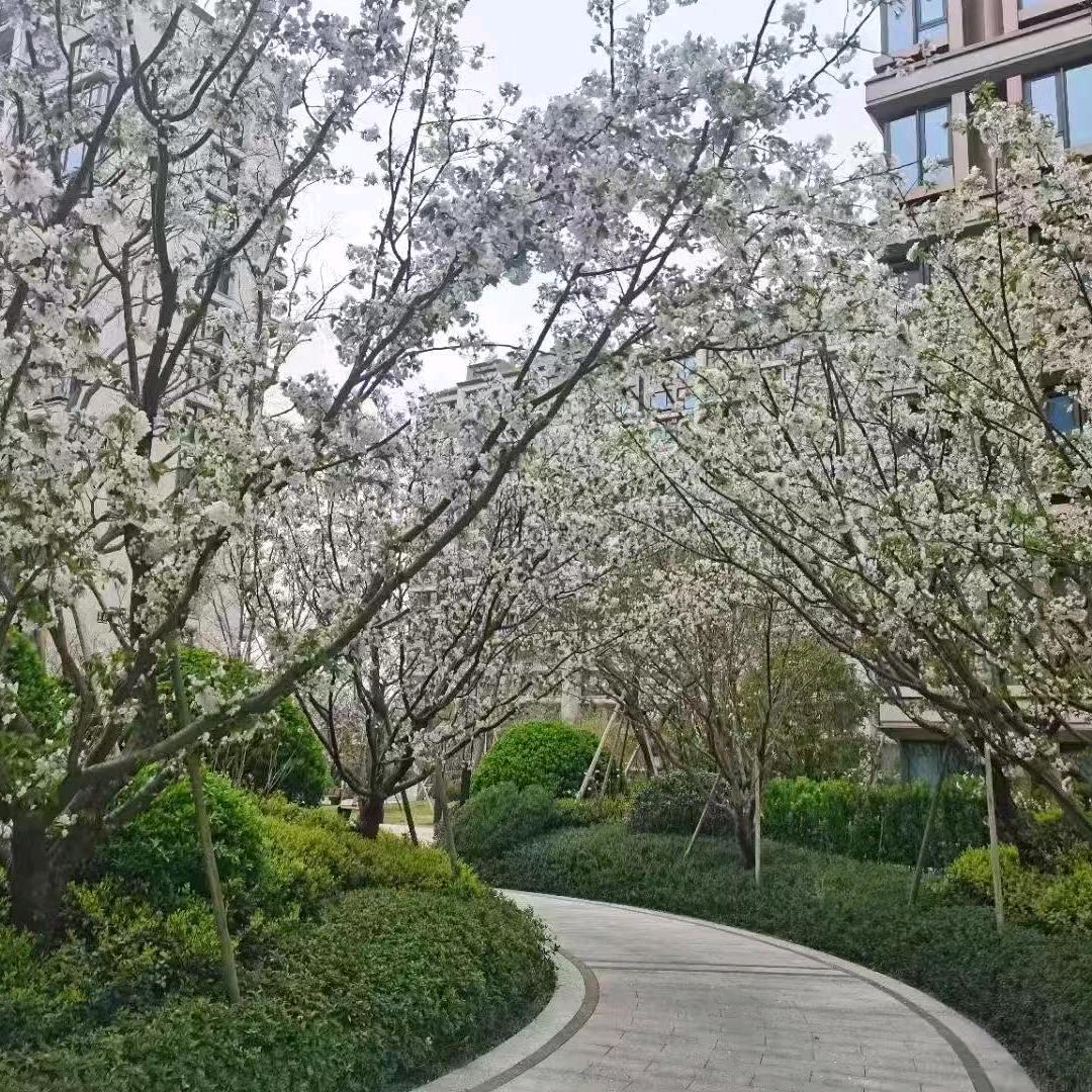 阿春