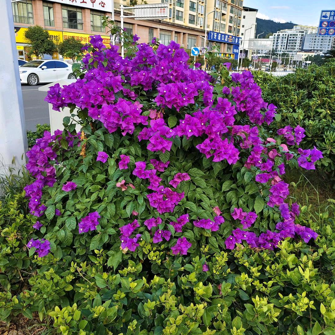 胡小妹风里来雨里去