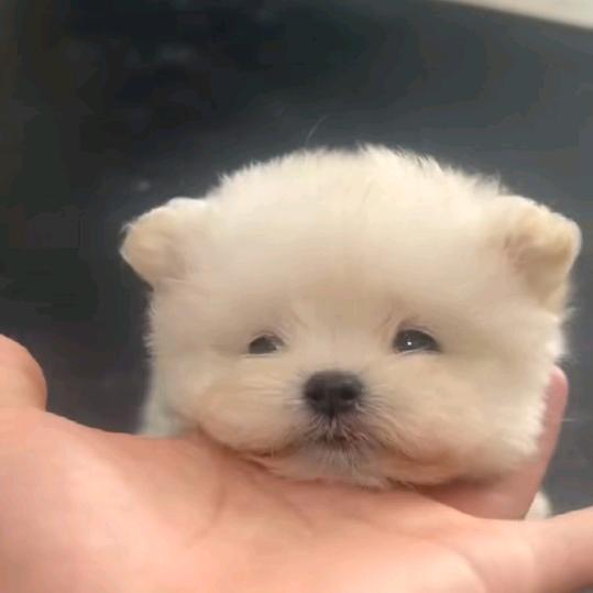 桃桃