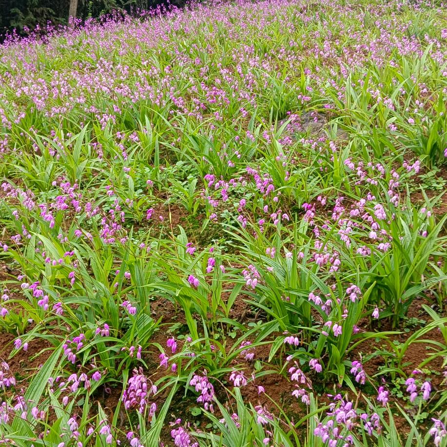 《农村🤓二哥🤦‍♂️》