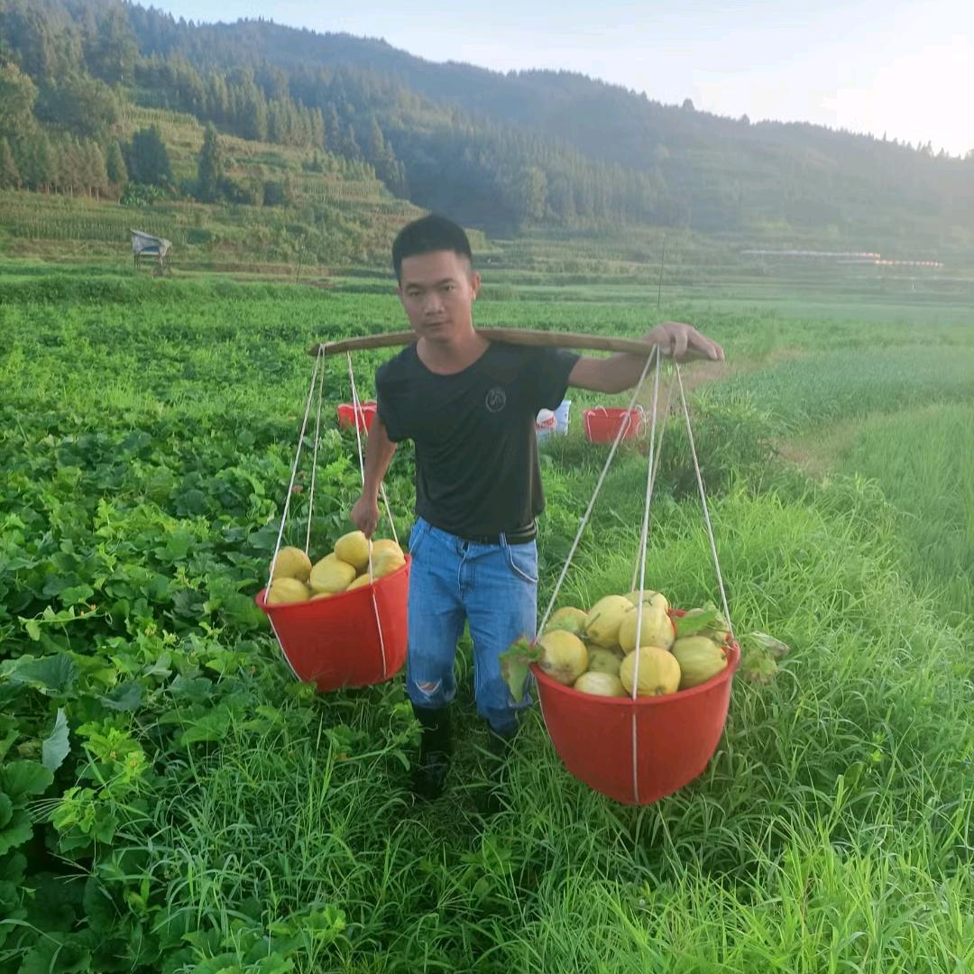 天柱地锁丑香瓜杨代镁