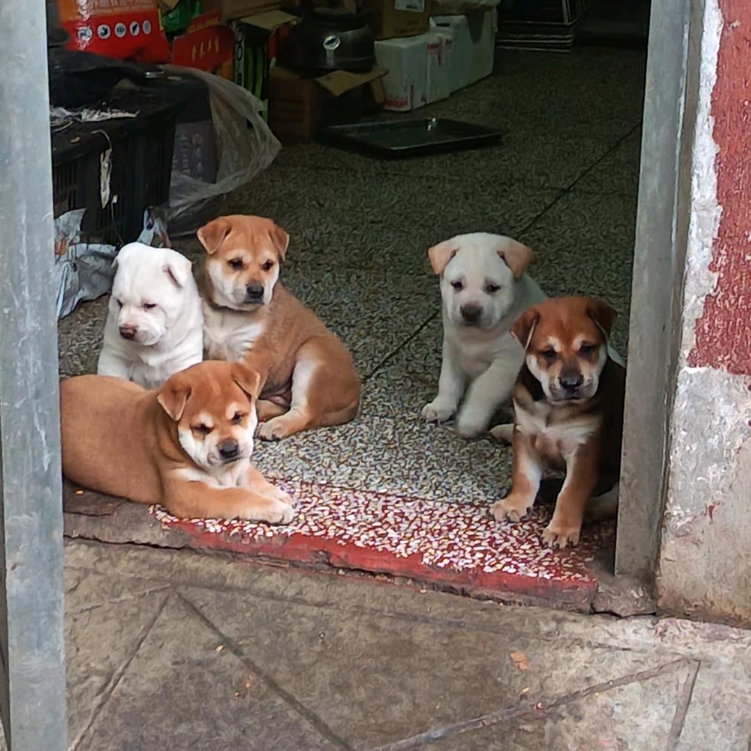 石全石美 2 --中华田园犬