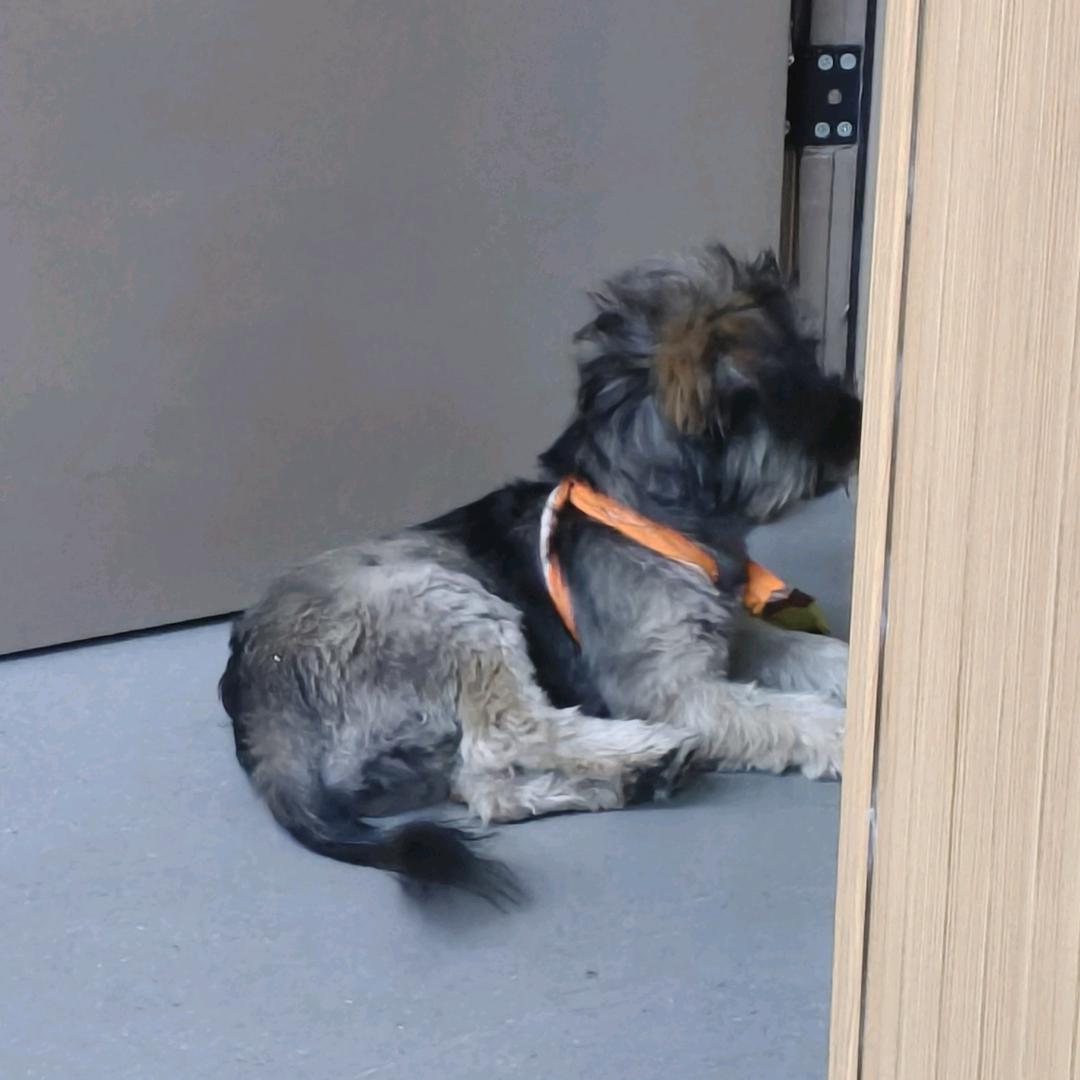 🐶