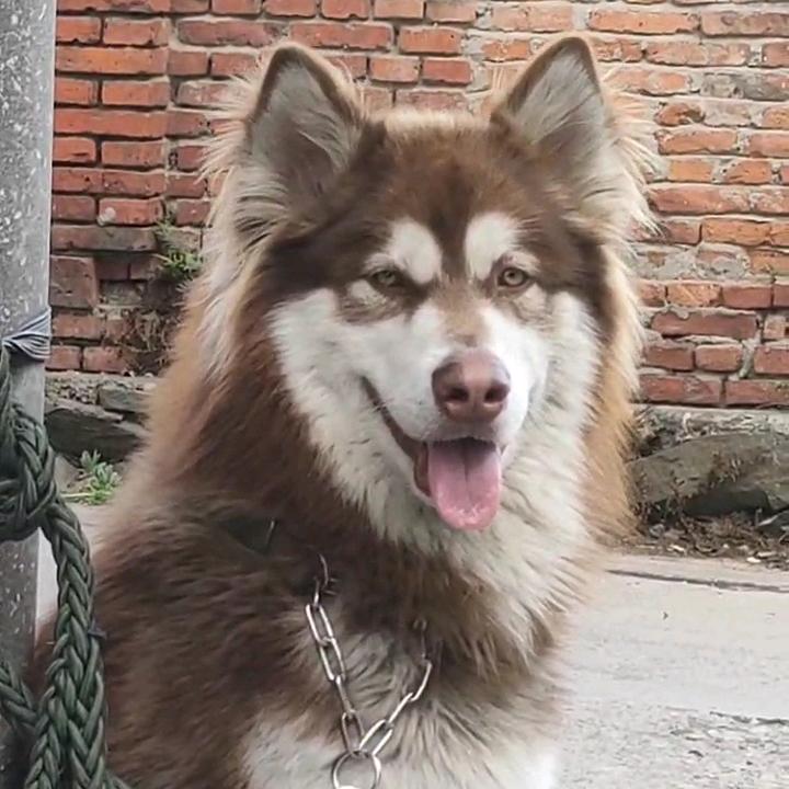 果冻是只阿拉斯加