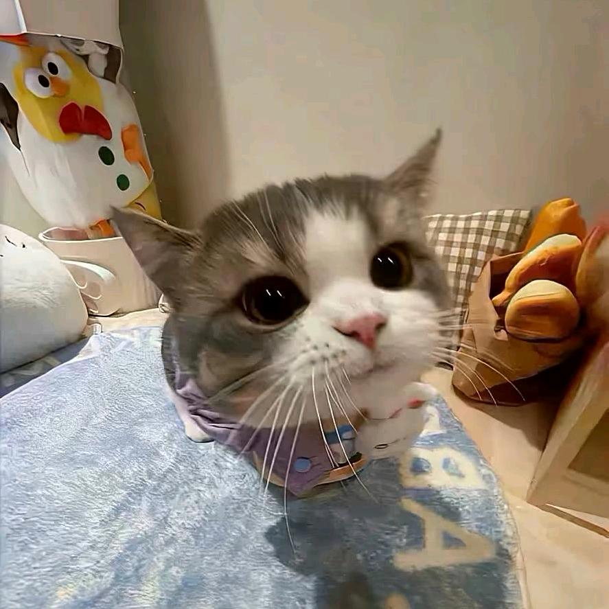 一只锅