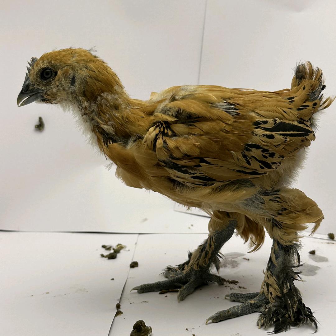 【泓润】农牧①号店