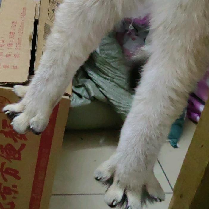 兔叽的尾巴