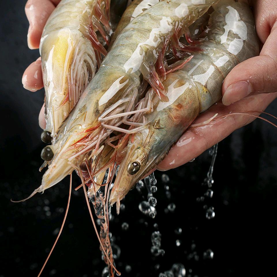 朴哈哈海鲜批发官方号