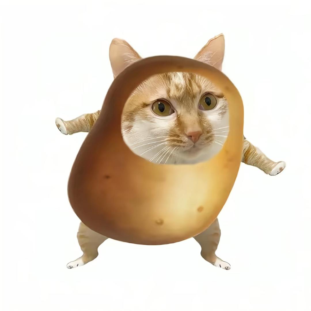 土豆猫