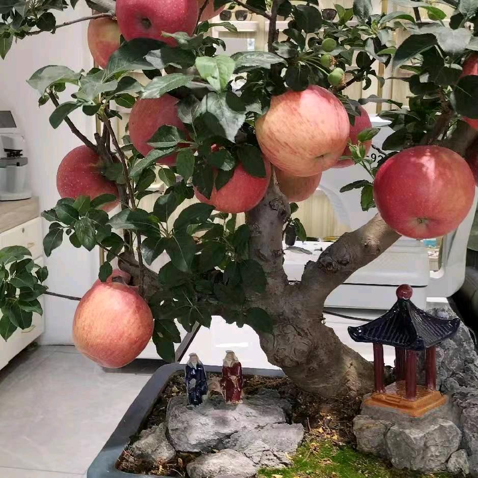 小巧玲珑