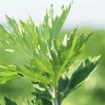 郑州刘一艾（179）