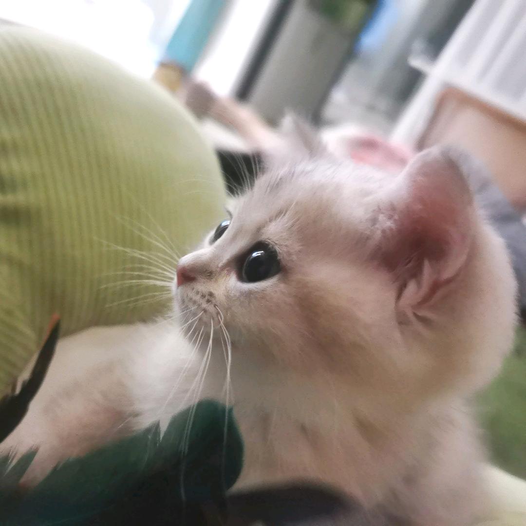 康小猫