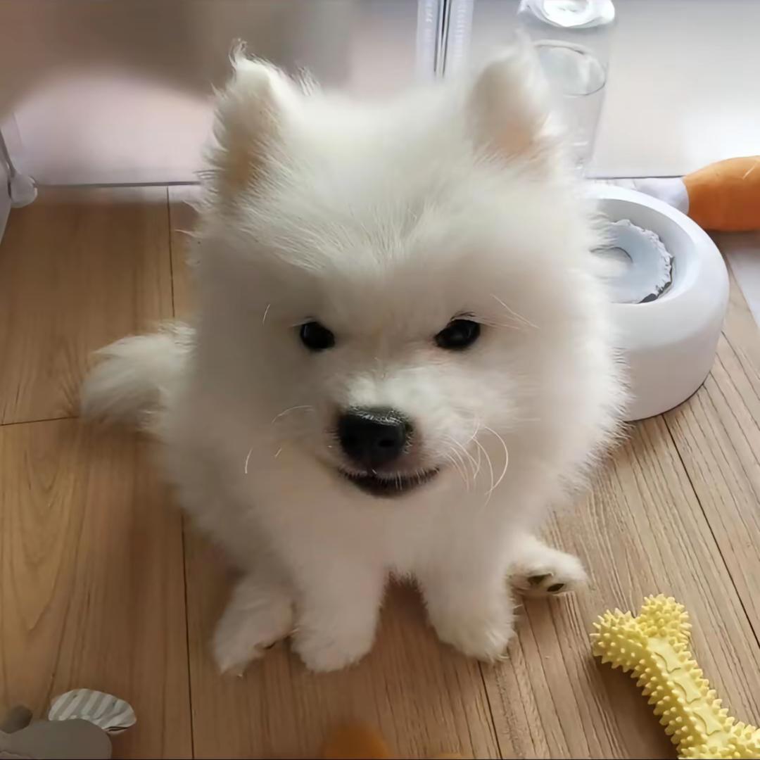 橙子知