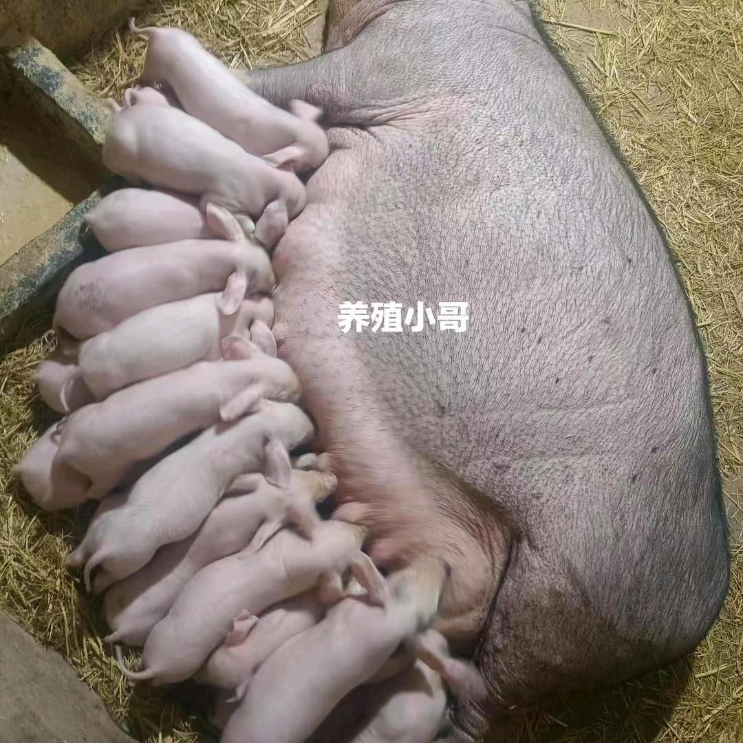 养殖小哥小号