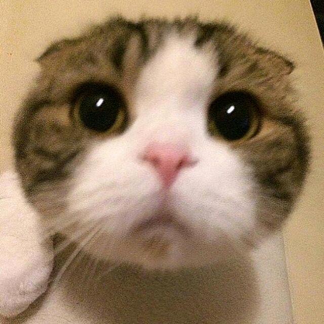 小猫你可以吃芝士汉堡