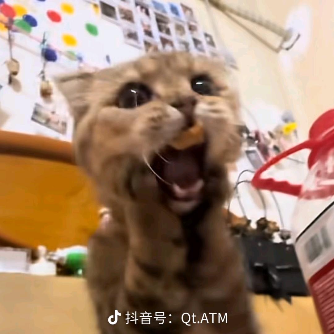 无糖可乐兑百世🐱