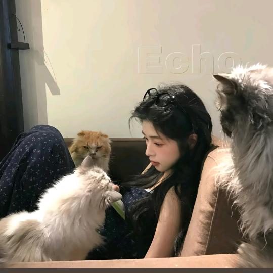 lin。。。。