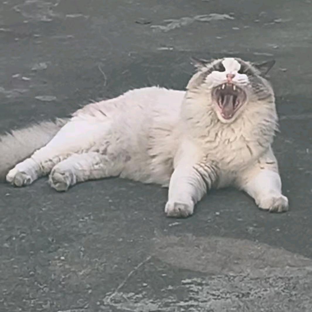 顺